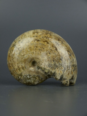 Аммонит Phylloceras 75x60x35 мм - Растения, застывшие в камне