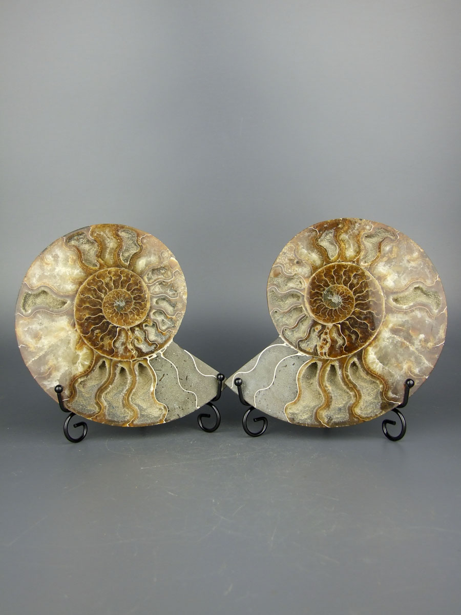 Большой аммонит Cleoniceras размером [19x15 см] срезы на подставках 