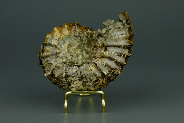 Аммонит полированный Douvilleiceras [8x5.5] см