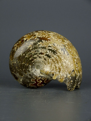 Аммонит Phylloceras 9x7 см