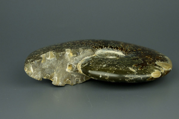 Аммонит Cleoniceras [13x11,5 см]