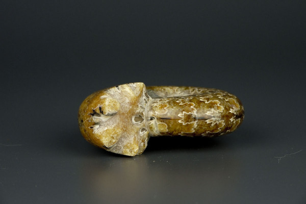 Аммонит Puzosia [8x6 см] Мадагаскар Маджунга