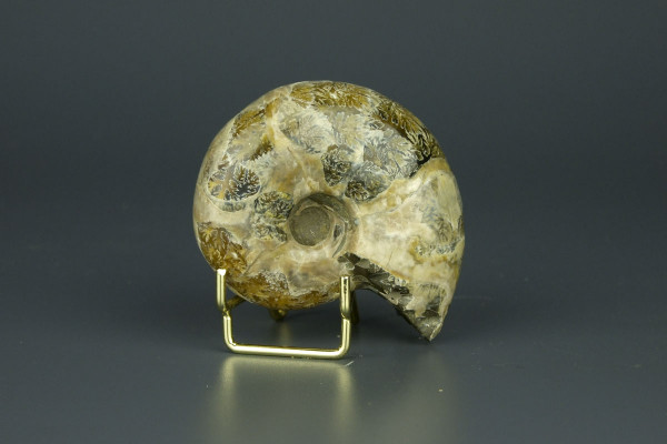 Аммонит окаменелость Phylloceras [7x6 см] из Мадагаскара, меловой период