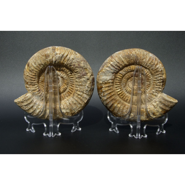 Срез аммонита Perisphinctes [15x14 см] на подставках