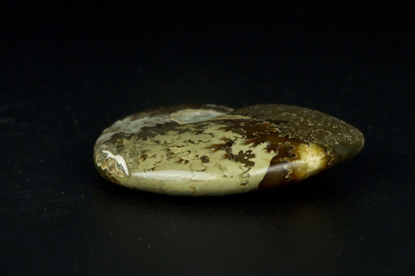 Африканский аммонит Cleoniceras [8x7 см]