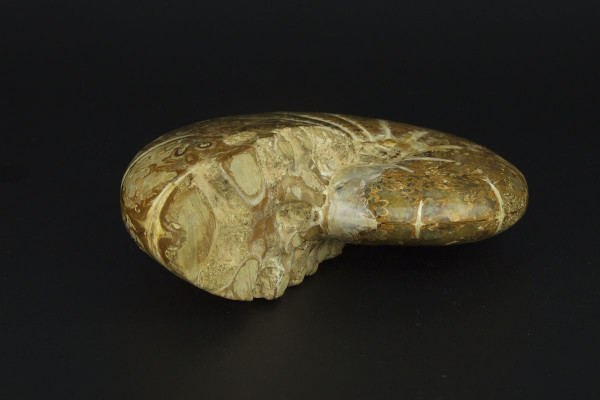 Аммонит Phylloceras размером [16x13 см] из Мадагаскара, юрский период