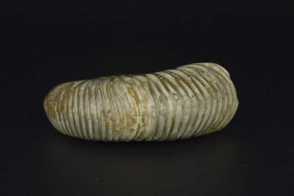 Цельный аммонит Perisphinctes [8x7 см], Мадагаскар