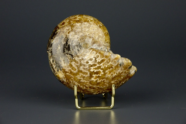Аммонит Phylloceras [7x6 см] из Мадагаскара, меловой период