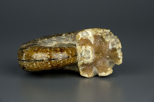 Аммонит Lytoceratid [9x7 см] Мадагаскар Маджунга