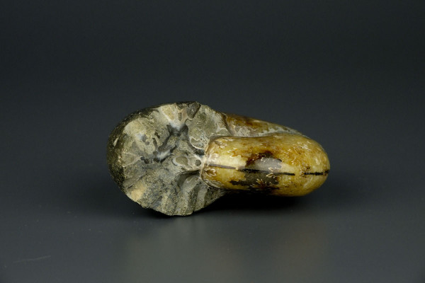 Аммонит Phylloceras [7x6 см] из Мадагаскара, меловой период