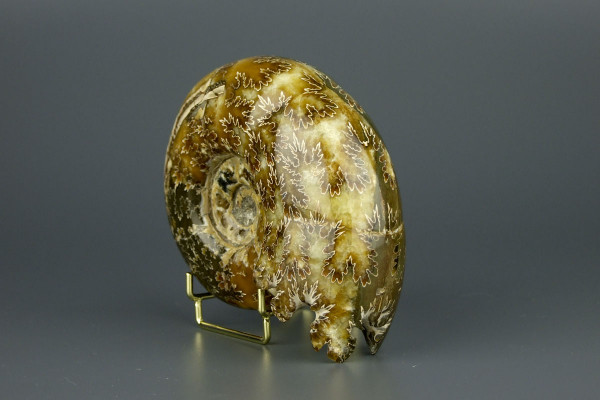Аммонит Puzosia [11x10 см] Мадагаскар Маджунга