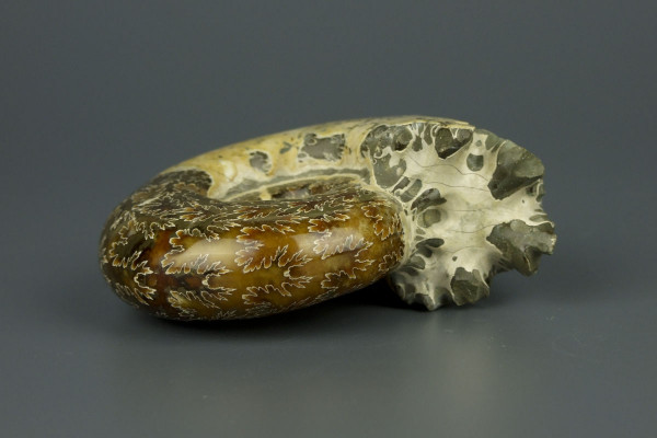 Аммонит Puzosia [10x8 см] Мадагаскар Маджунга