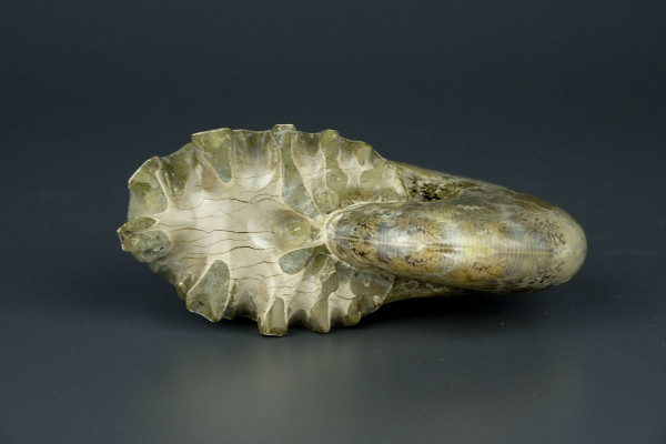 Аммонит окаменелость Phylloceras [9x7 см] из Мадагаскара, меловой период