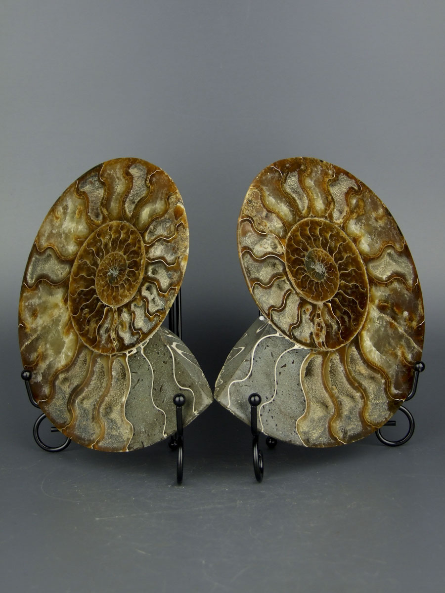 Большой аммонит Cleoniceras размером [19x15 см] срезы на подставках 