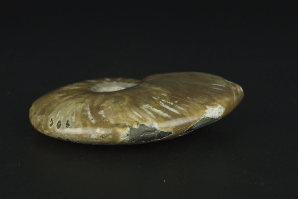 Африканский аммонит Cleoniceras [8x6 см]