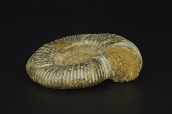 Цельный аммонит Perisphinctes [8x7 см], Мадагаскар
