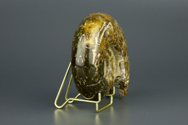 Аммонит Puzosia [11x10 см] Мадагаскар Маджунга