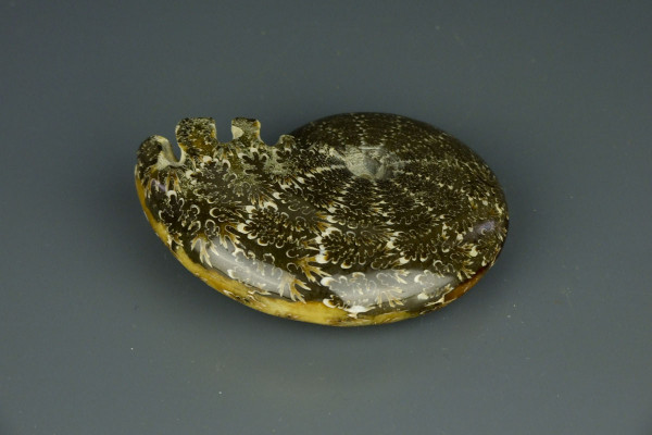 Аммонит окаменелость Phylloceras [7x6 см] из Мадагаскара, меловой период