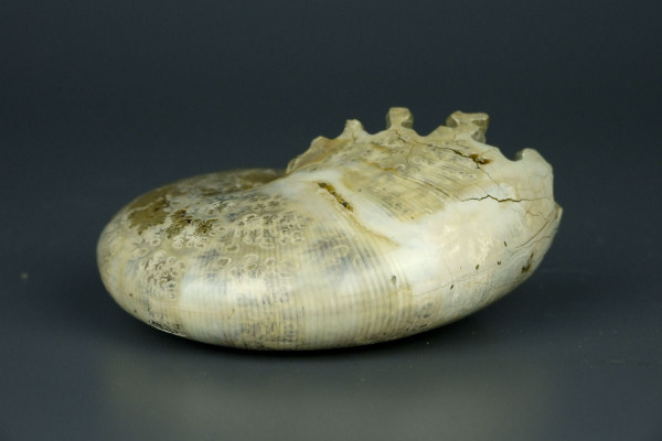 Аммонит окаменелость Phylloceras [9x7 см] из Мадагаскара, меловой период