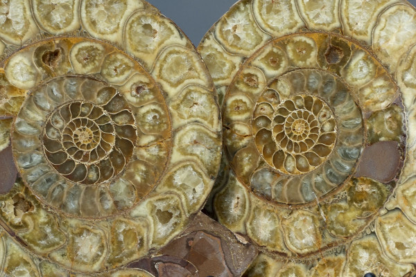 Пара великолепных срезов аммонитов Perisphinctes большого размера
