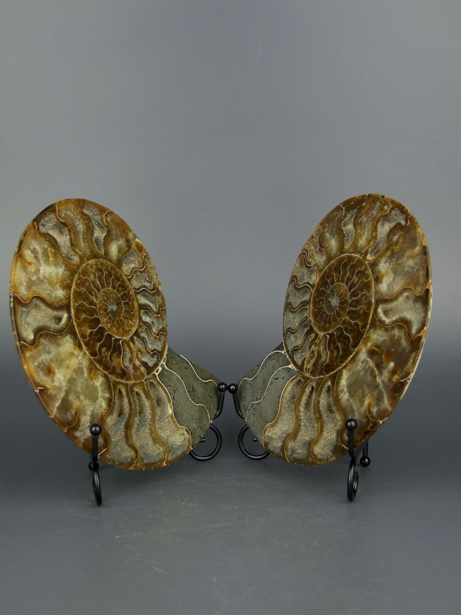 Большой аммонит Cleoniceras размером [19x15 см] срезы на подставках 