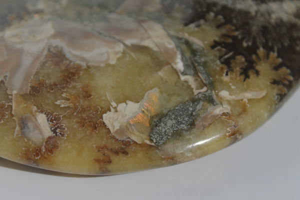 Аммонит Cleoniceras [15x13 см] [Мадагаскар] виде блюдца