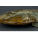 Мадагаскарский аммонит большого размера Cleoniceras [25x20 см]