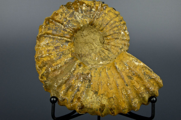 Редкий крупный аммонит Calycoceras [15x13 см] на подставке 