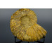 Редкий крупный аммонит Calycoceras [15x13 см] на подставке 