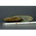 Мадагаскарский аммонит большого размера Cleoniceras [25x20 см]