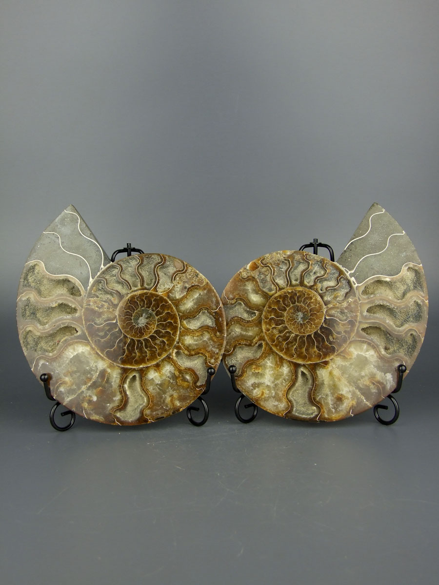 Большой аммонит Cleoniceras размером [19x15 см] срезы на подставках 