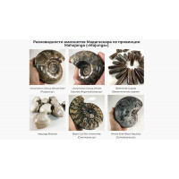 Месторождения аммонитов на Мадагаскаре и виды добываемых окаменелостей
