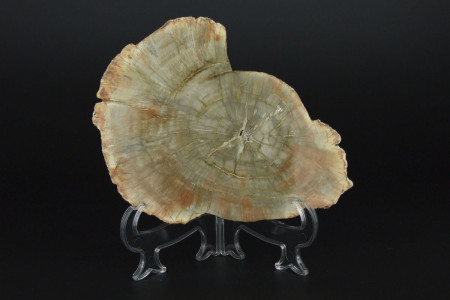 Полированный срез древнего окаменелого дерева из Мадагаскара [16x12 см]