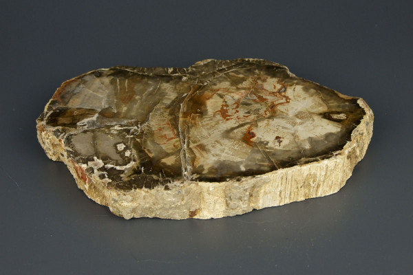 Полированный срез древнего окаменелого дерева [16x11 см] из Мадагаскара, 