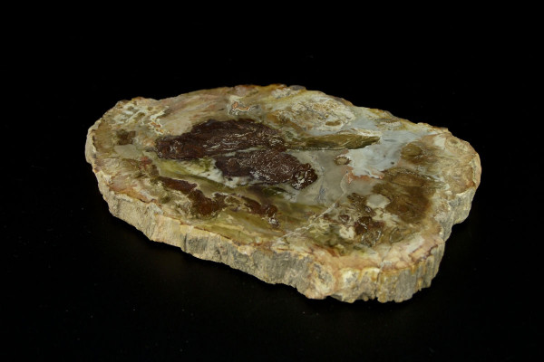 Полированный срез древнего окаменелого дерева из Мадагаскара размер [15x10 см]