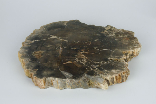 Полированный срез древнего окаменелого дерева [17x15 см] из Мадагаскара, 
