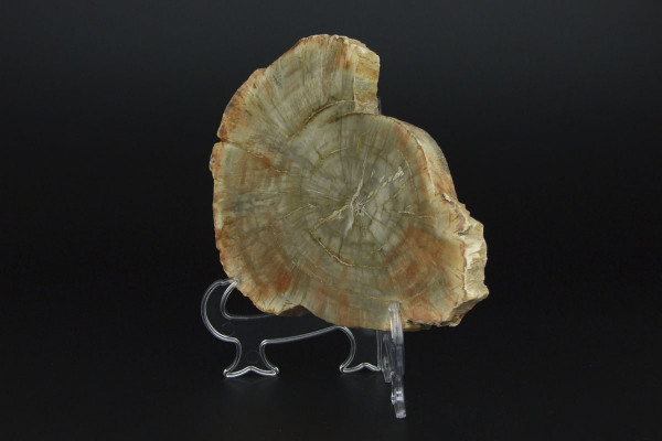Полированный срез древнего окаменелого дерева [16x12 см] из Мадагаскара, 