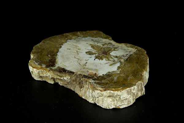 Полированный срез древнего окаменелого дерева из Мадагаскара размер [14x11 см]