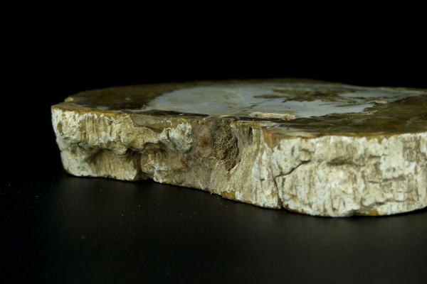 Полированный срез древнего окаменелого дерева из Мадагаскара размер [14x11 см]