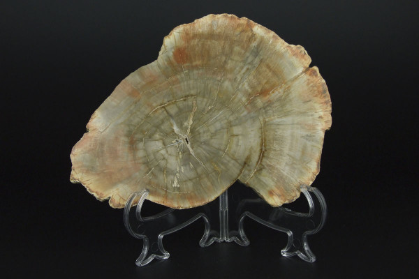 Полированный срез древнего окаменелого дерева [16x12 см] из Мадагаскара, 