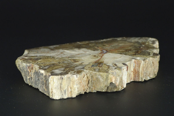 Полированный срез древнего окаменелого дерева [17x12 см] из Мадагаскара, 