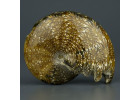 Аммониты - окаменелости моллюсков с Мадагаскара разных видов и размеров, самые красивые в мире аммониты