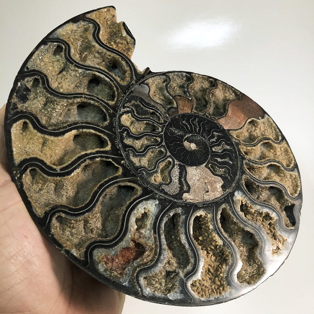 Black Cut Pair Ammonite (Cleoniceras sp.)