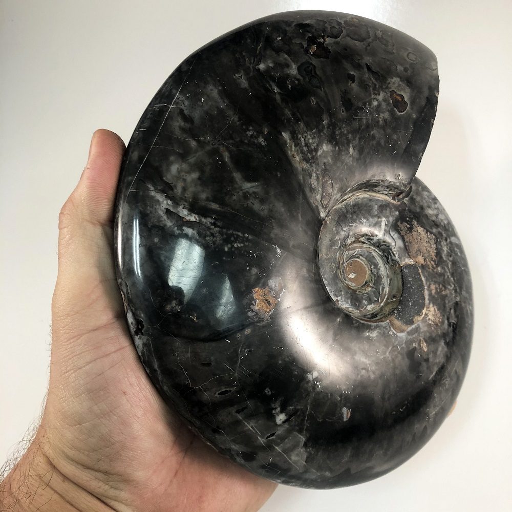 Black Whole Shell Ammonite (Cleoniceras sp.)