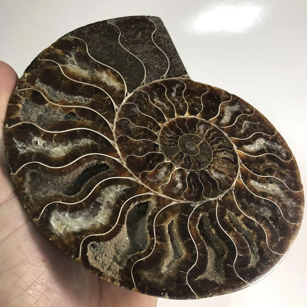 Cut Pair Ammonite (Cleoniceras sp.)