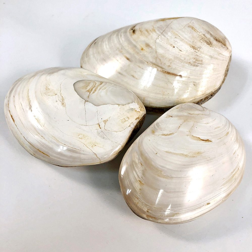 Двустворчатые моллюски из Тулеара 