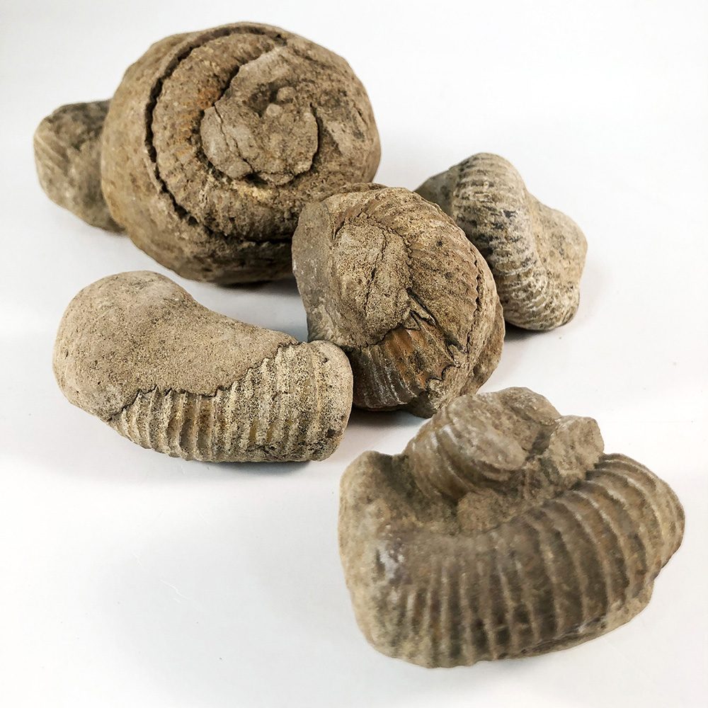 Rough Heteromorph Ammonites (Eubostrychoceras sp.) - необработанные гетероморфные аммониты (Eubostrychoceras sp.)