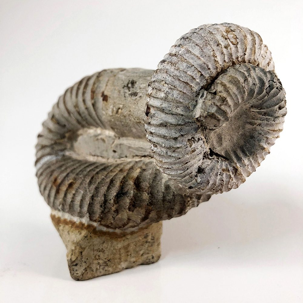 Standing Heteromorph Ammonite (Nostoceras sp.) - Гетероморфный аммонит Nostoceras sp.