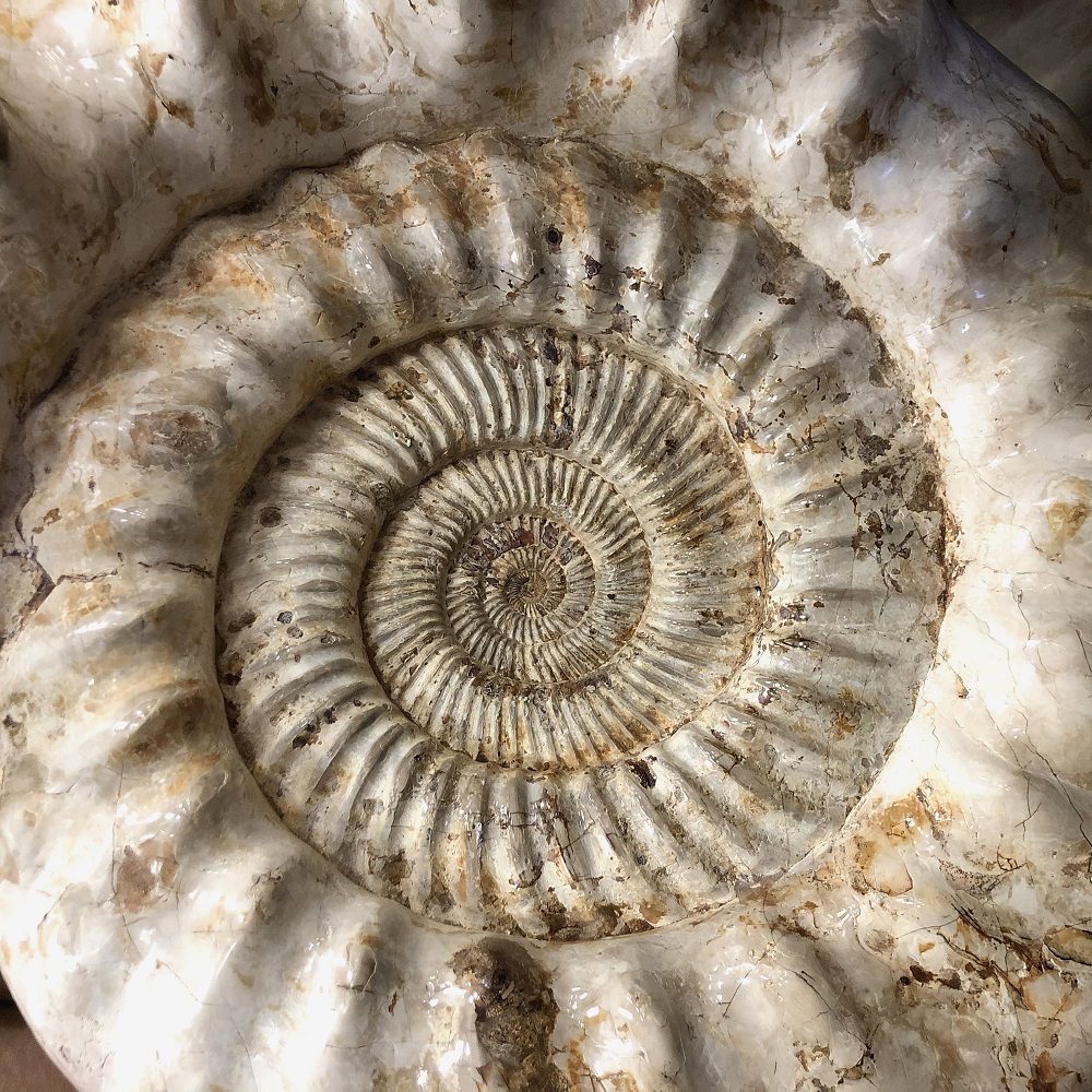 White Polished Ammonite (Kranosphinctes sp.) - белый полированный аммонит Kranosphinctes sp.