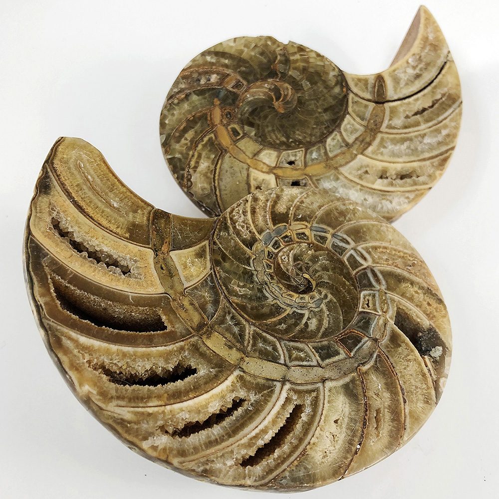 Cut Pair Nautilus (Cymatoceras sp.) - срезы Наутилуса Cymatoceras sp.